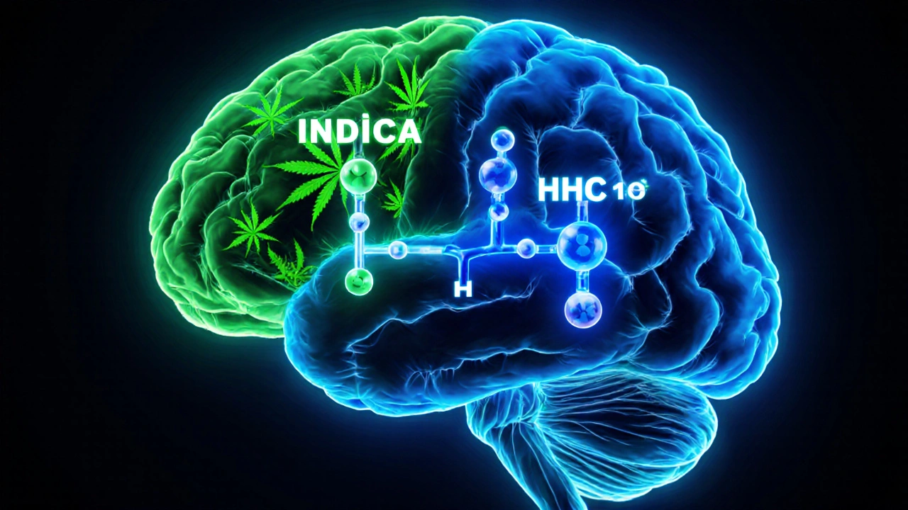 Schematický obraz mozku s dvěma cestami: přirozená indica a chemický HHC aktivující stejný receptor.
