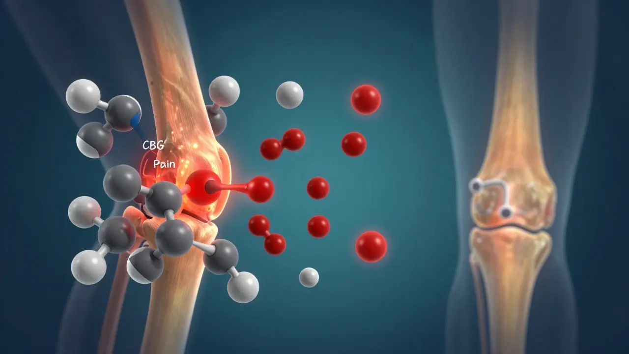 Molekulární ilustrace CBG blokující bolestivé signály v kloubu.