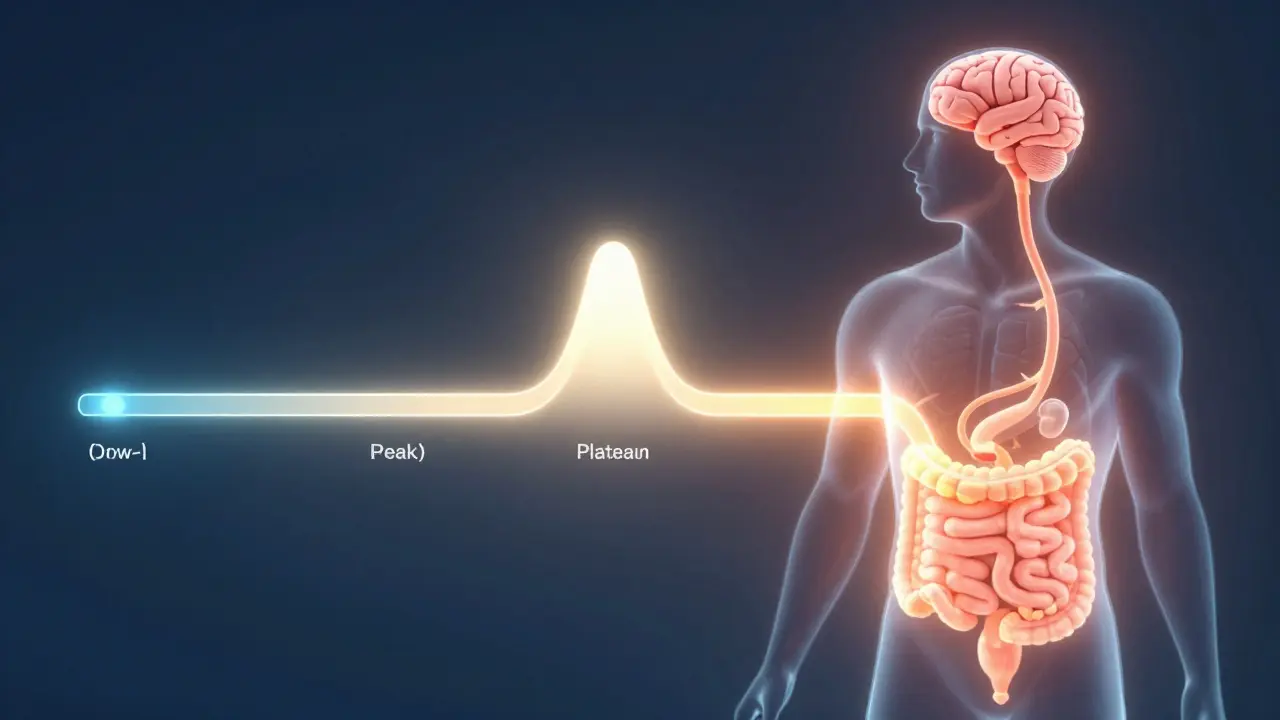 Illustration showing stages of THC effect timeline in body
