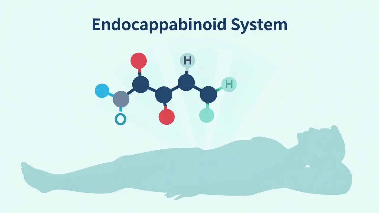 Abstraktní ilustrace interakce CBD s endokanabinoidním systémem