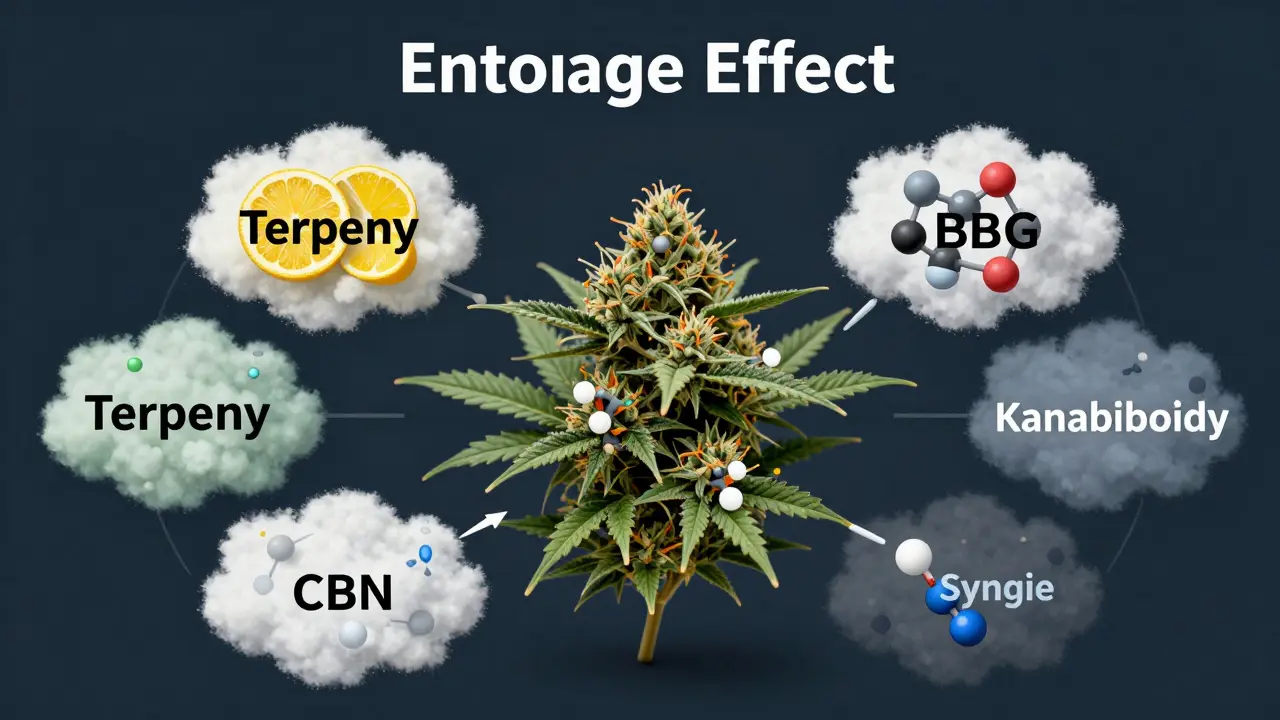 Vizuální reprezentace entourage efektu (synergického efektu). Ukazuje, jak terpeny a menší kanabinoidy ve celém konopném květu posilují účinky CBD, na rozdíl od izolovaného extraktu. Labely jsou v češtině.