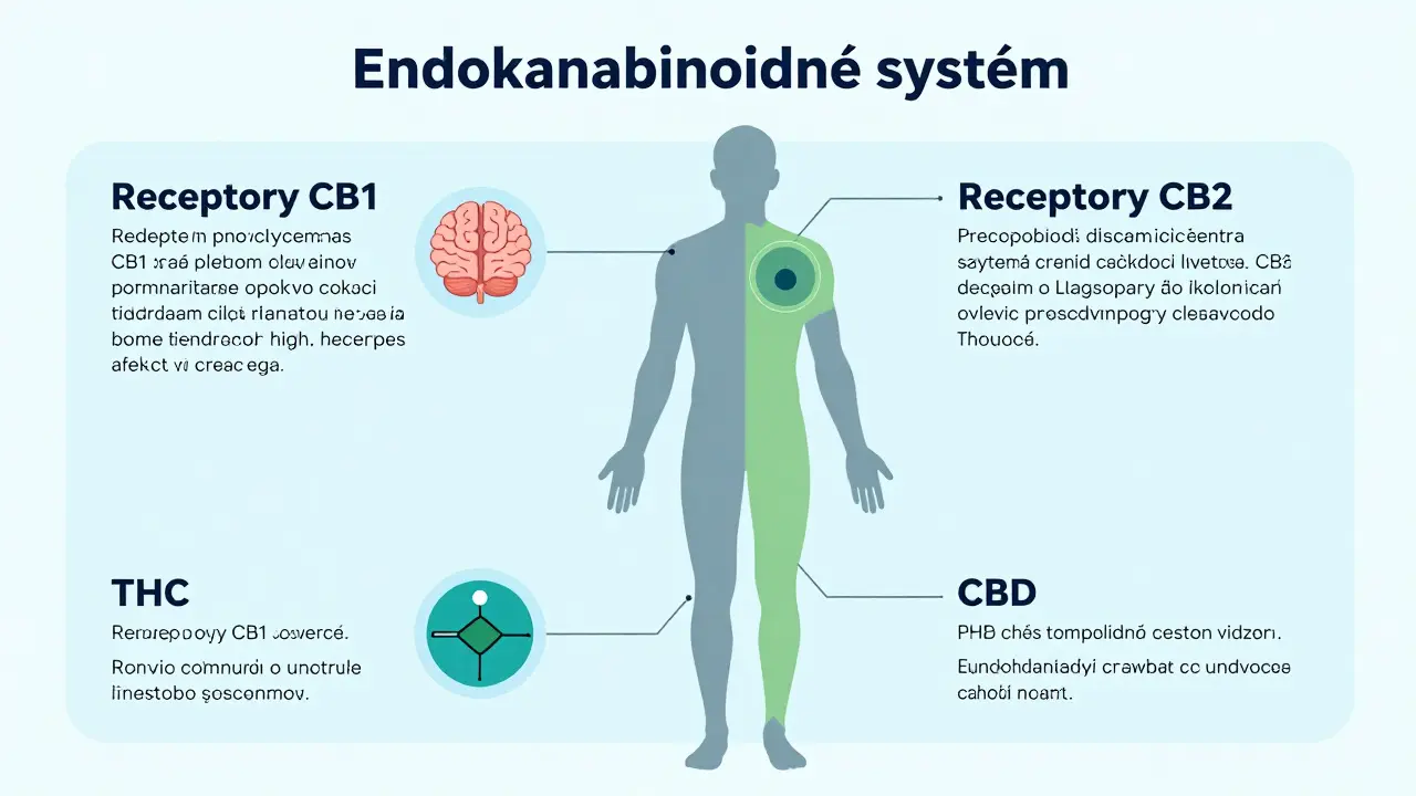 Vzdělávací ilustrace endokanabinoidního systému ukazující receptory CB1 a CB2. Vysvětluje, jak THC působí přímo na mozek a způsobuje opojení, zatímco CBD podporuje rovnováhu a klid. Text je v češtině.